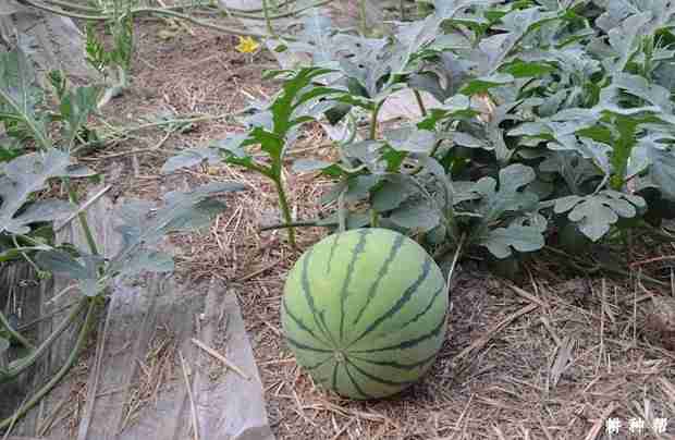 京欣一号西瓜(京欣一号西瓜种植过程)